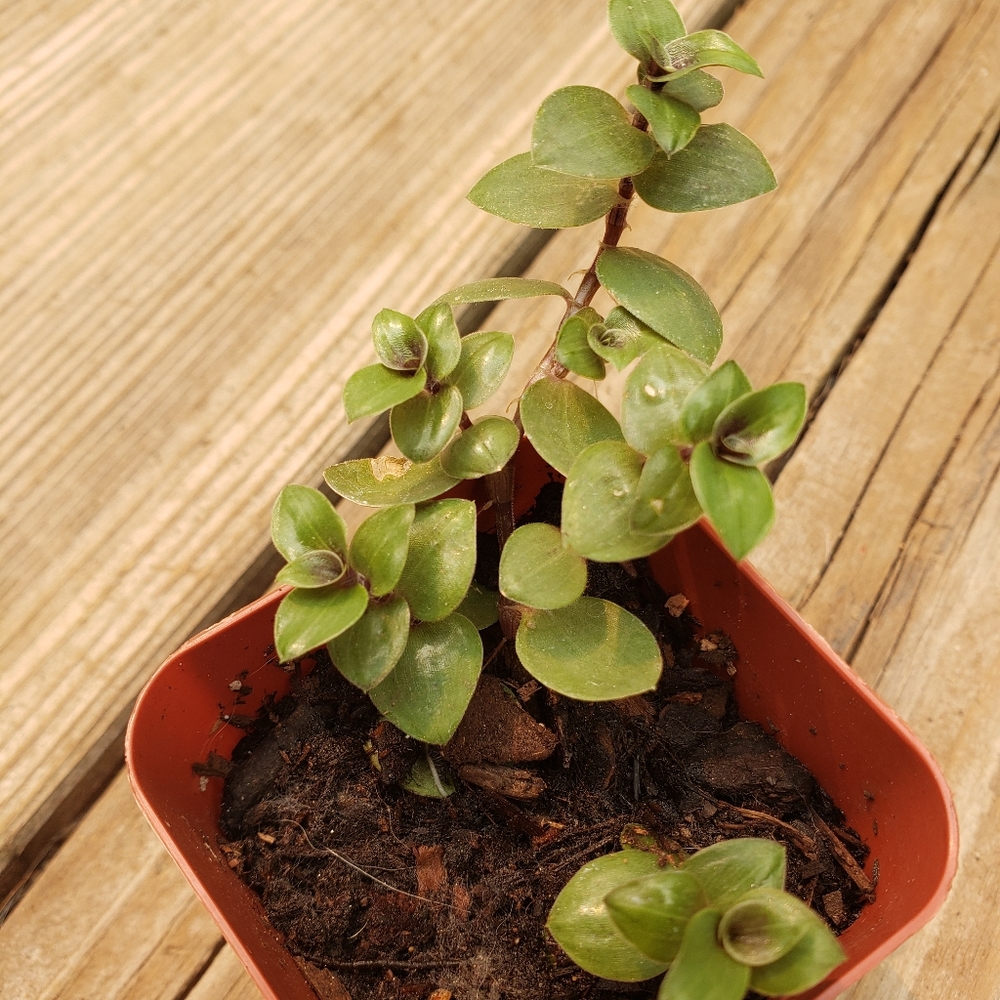 Callisia Speces,Bolivian Jew,Turtle Vine plant